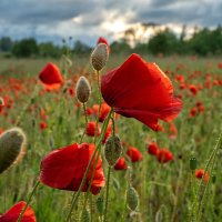 Маки... :: Виктор Желенговский