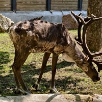 Олень :: <<< Наташа >>> Олень :: <<< Наташа >>>