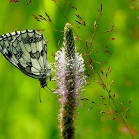 и снова бабочки 4 :: Александр Прокудин