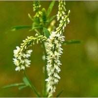 Про травы... :: Aquarius - Сергей Про травы... :: Aquarius - Сергей