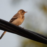 птиц :: Конрад Карлович Михельсон