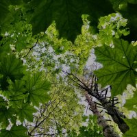 Над нами… :: Любовь 