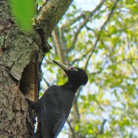 черный дятел :: gawrilа - dan черный дятел :: gawrilа - dan