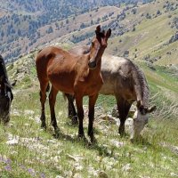 ПО ГОРАМ. :: Виктор Осипчук