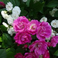 Июльские розы :: Лидия Бусурина