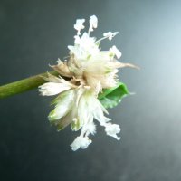 Зацвёл ЗОЛОТОЙ УС ! :: Валерий Кокорев
