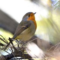 Зарянка ( малиновка) :: Михаил Белоусов