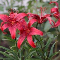 Тигровая лилия :: Любовь Сахарова