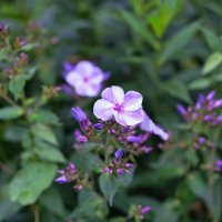 * :: Dmitry i Mary S