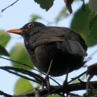 Чёрный дрозд :: Татьяна Львова Чёрный дрозд :: Татьяна Львова