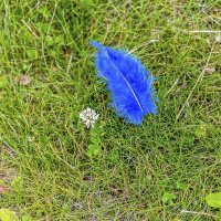 Пролетала синяя птица :: Валерий Иванович