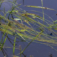 Порхание над водой :: Сергей Цветков