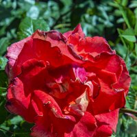 Роза :: Анатолий Чикчирный