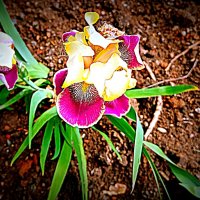 Цветы. :: Владимир Драгунский Цветы. :: Владимир Драгунский