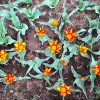 Ковер :: Наталья 