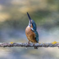 зимородок. :: юрий макаров