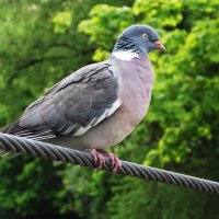 Вяхирь :: Рита Симонова