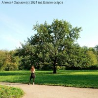 Ого, какое дерево! :: Алексей Харькин