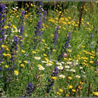 Разнотравье :: Aleksandr Gal