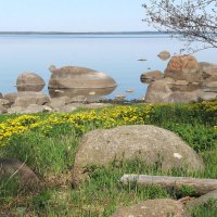 Калужница цветет :: Александр Ильчевский 