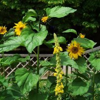 Цветок подсолнуха всегда повёрнут к солнечному свету. :: Татьяна Помогалова