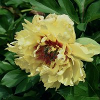 Древовидный пион. :: Татьяна Помогалова Древовидный пион. :: Татьяна Помогалова