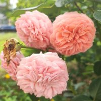 ,,, :: Сергей Тимоновский