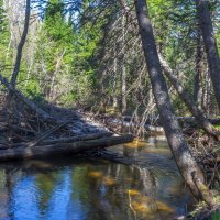 Река Куштумга. :: Алексей Трухин