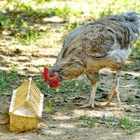 из серии " Когда я был в станице..." :: Николай Саржанов