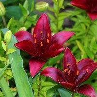 "Кармен" :: Светлана "Кармен" :: Светлана