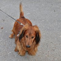 Вот такая пушистая такса :: Светлана Вот такая пушистая такса :: Светлана