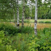 Берёзы на берегу реки :: Александр Синдерёв
