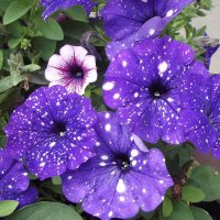 Петунии :: Freddy 97