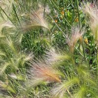 *** :: Наталья Герасимова *** :: Наталья Герасимова