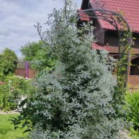 Благоухает ароматом черёмухи :: Татьяна Лютаева