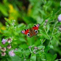 Бабочка :: Сергей Михайлов
