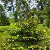 В Ботаническом саду Петрозаводска :: Ирэн 