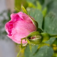 Бутон :: Ирина Лесиканич