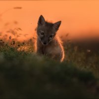 Грусть-печаль .. :: Влад Соколовский