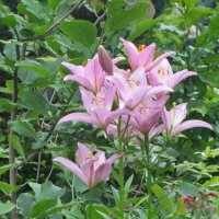 Розовые лилии :: Александр Чеботарь Розовые лилии :: Александр Чеботарь