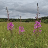 Иван - Чай / Кипрей (Epilоbium) :: Денис Бочкарёв