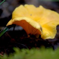 Лисичка :: Сергей Владимирович Егоров