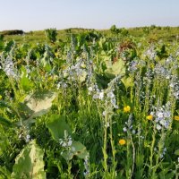 ПЛАТО ЛАГОНАКИ :: Tata Wolf