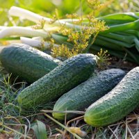 Свой урожай :: Ирина Баскакова