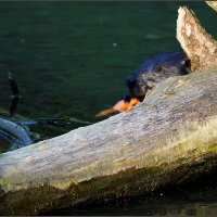 Бобр хомячит :: Сергей Премонишын