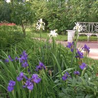 Ирис :: Сапсан 