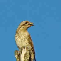 вертишейка :: gawrilа - dan