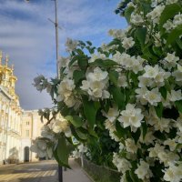 Чубушник :: Сапсан 