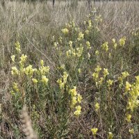 Степные цветы :: Андрей Хлопонин