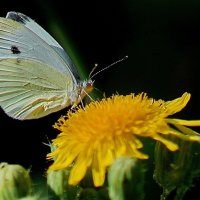 Жарким летом... :: Николай Саржанов Жарким летом... :: Николай Саржанов